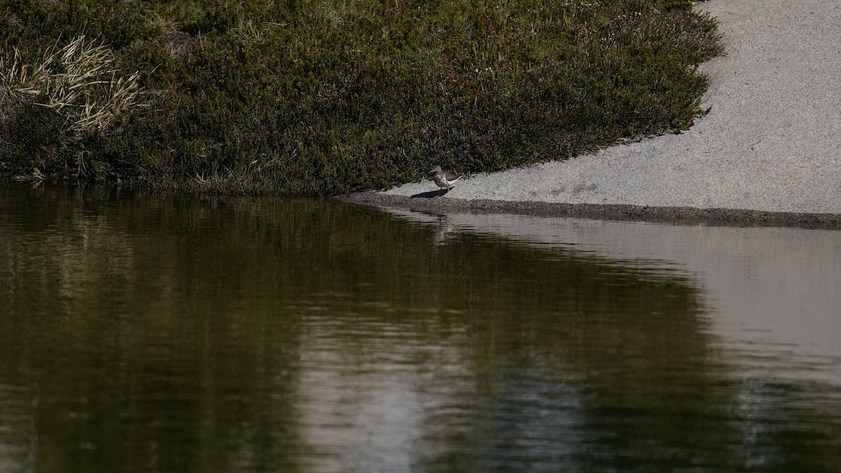 Spotted Sandpiper - ML620602756