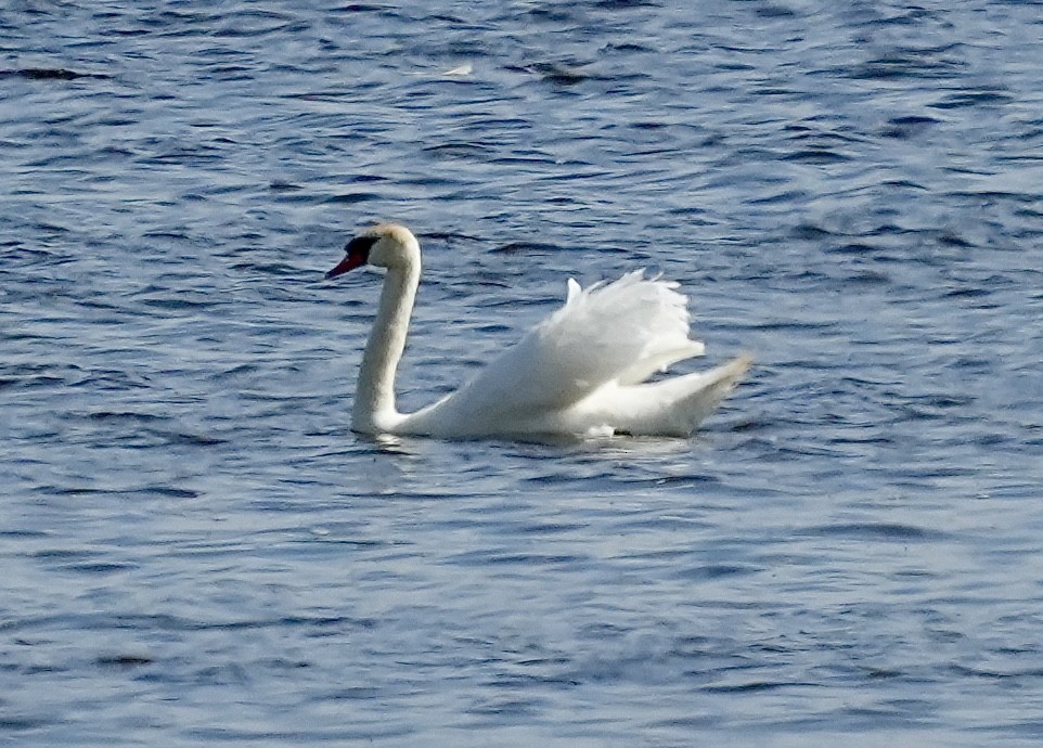 Mute Swan - ML620602762