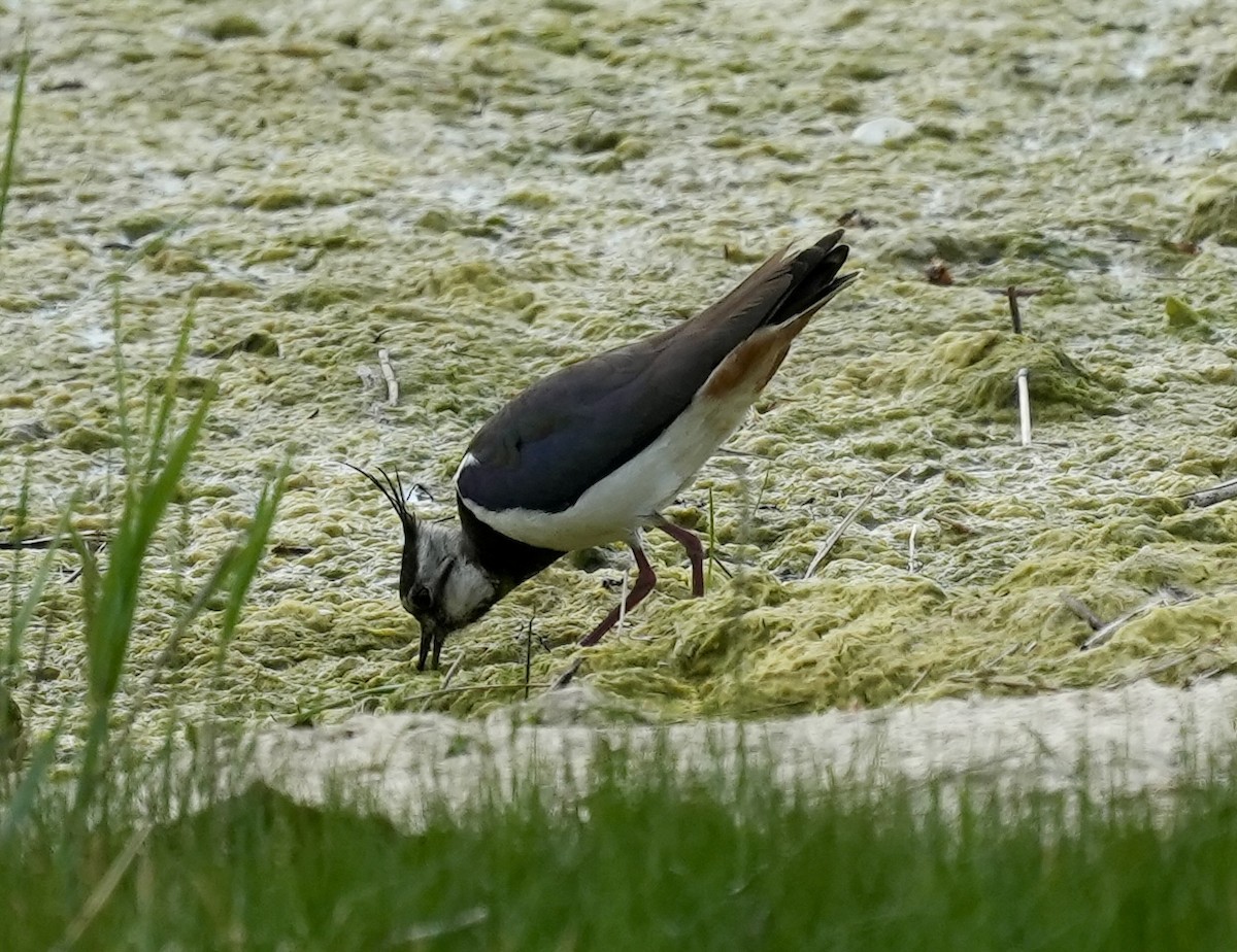 Northern Lapwing - ML620602766