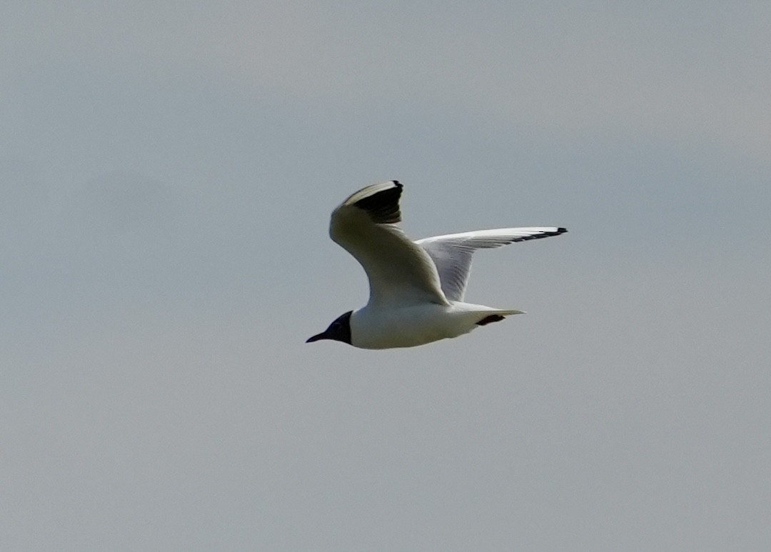 Mouette rieuse - ML620602769