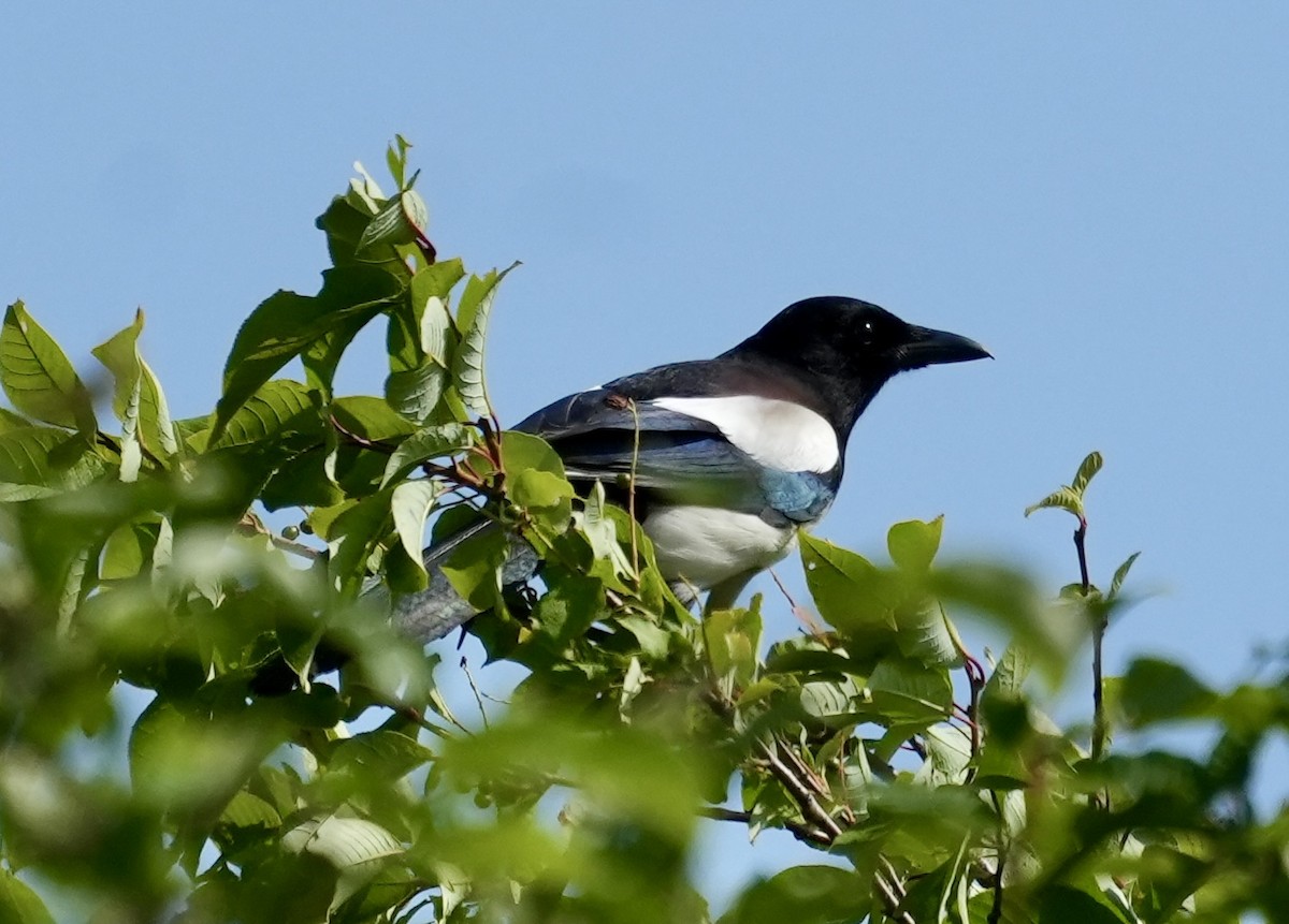 Eurasian Magpie - ML620602780