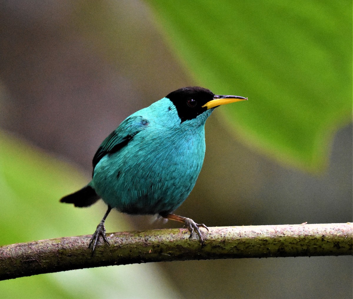 Green Honeycreeper - ML620602782