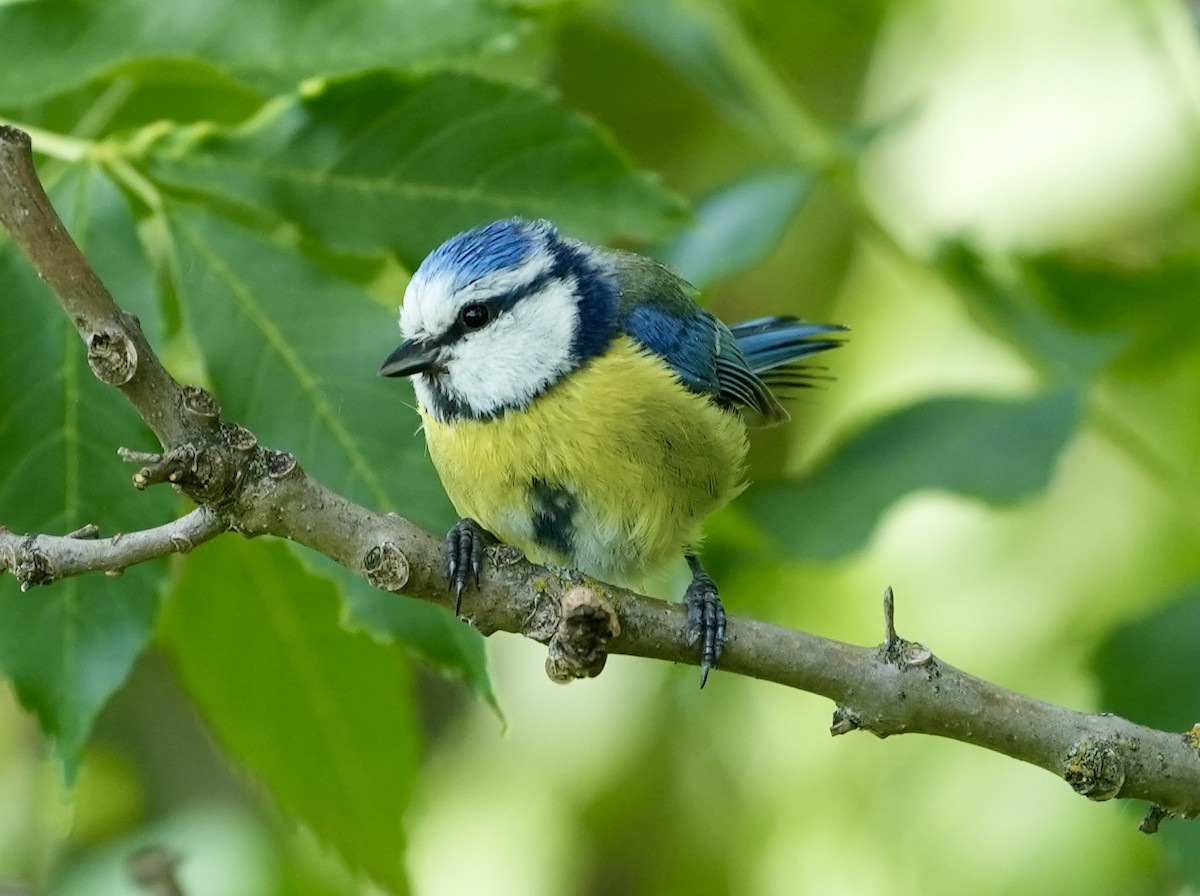 Eurasian Blue Tit - ML620602788