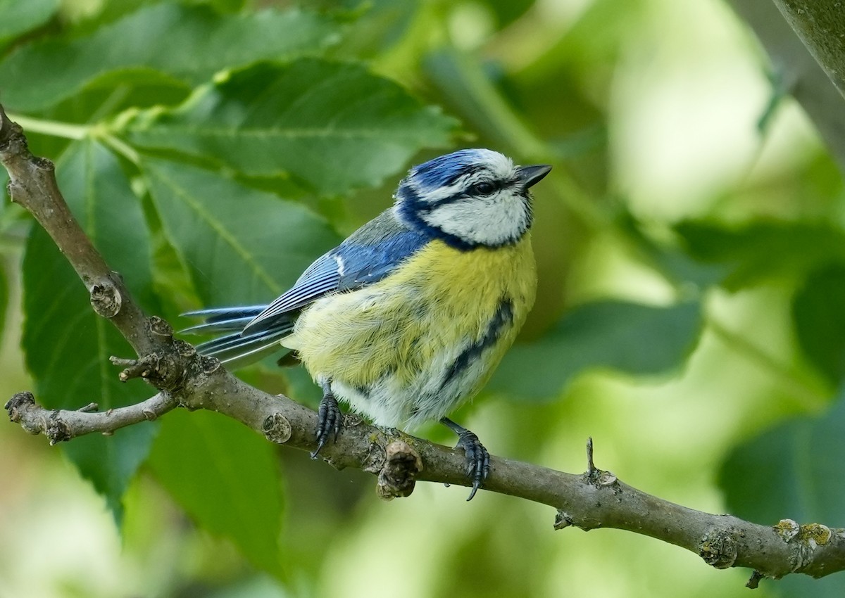 Eurasian Blue Tit - ML620602789