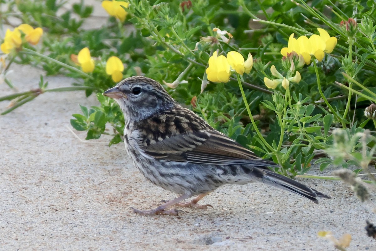 Chipping Sparrow - ML620602790