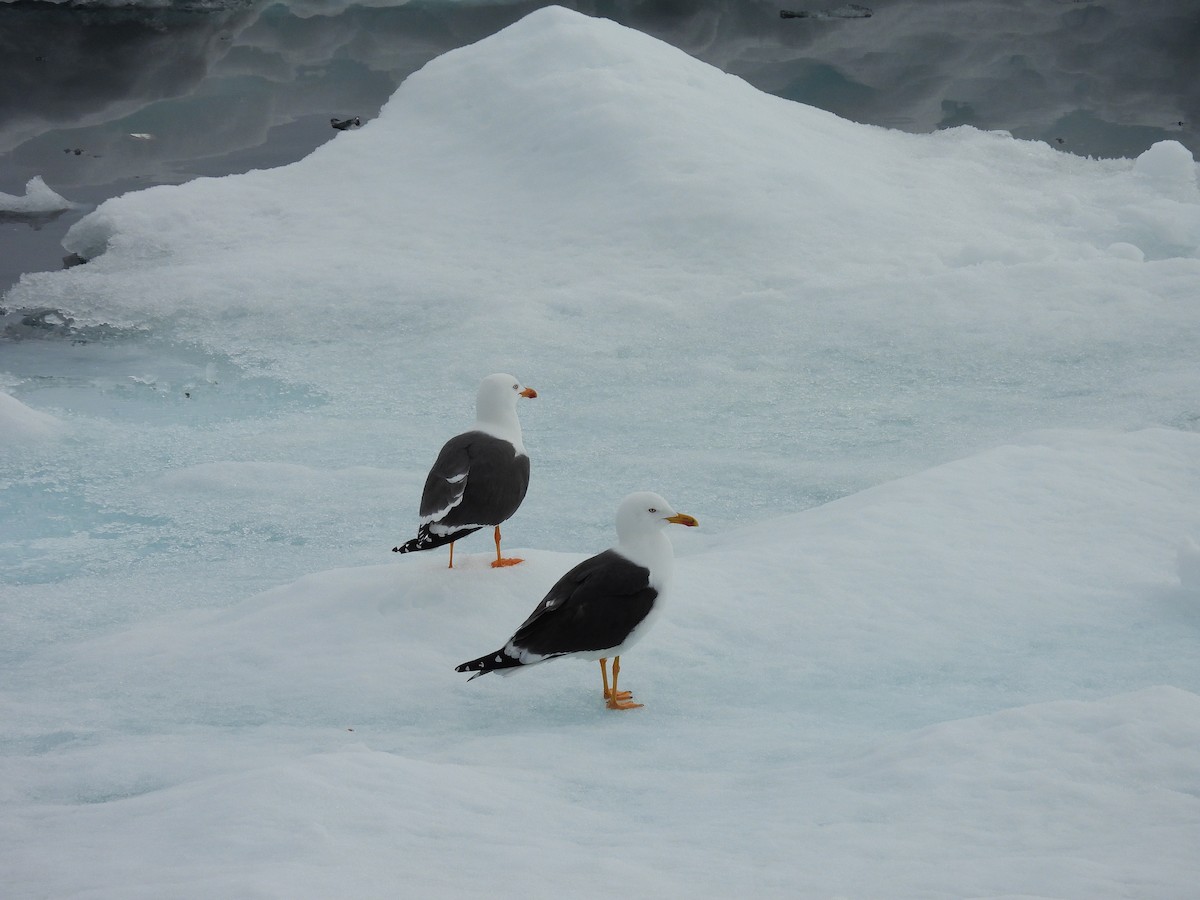 Lesser Black-backed Gull - ML620602791