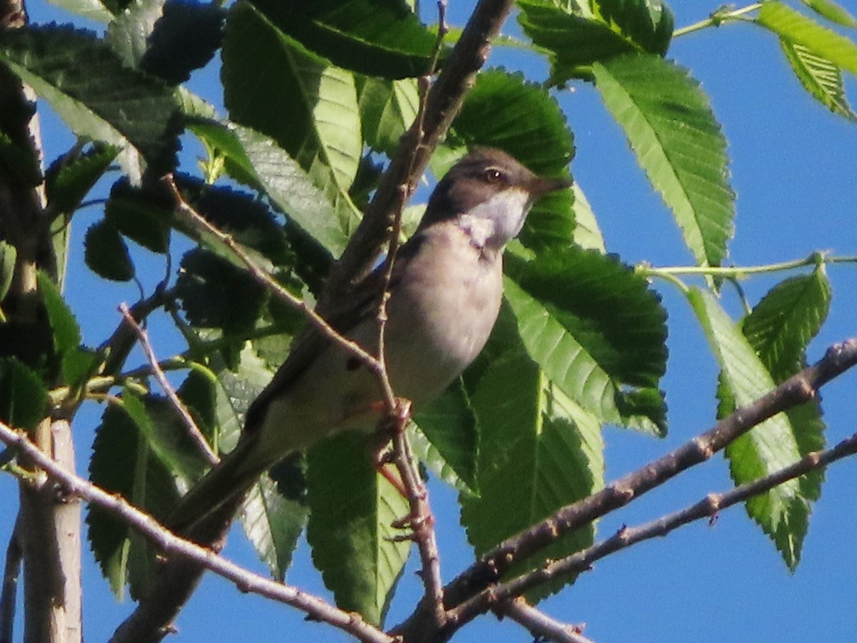 Greater Whitethroat - ML620602792