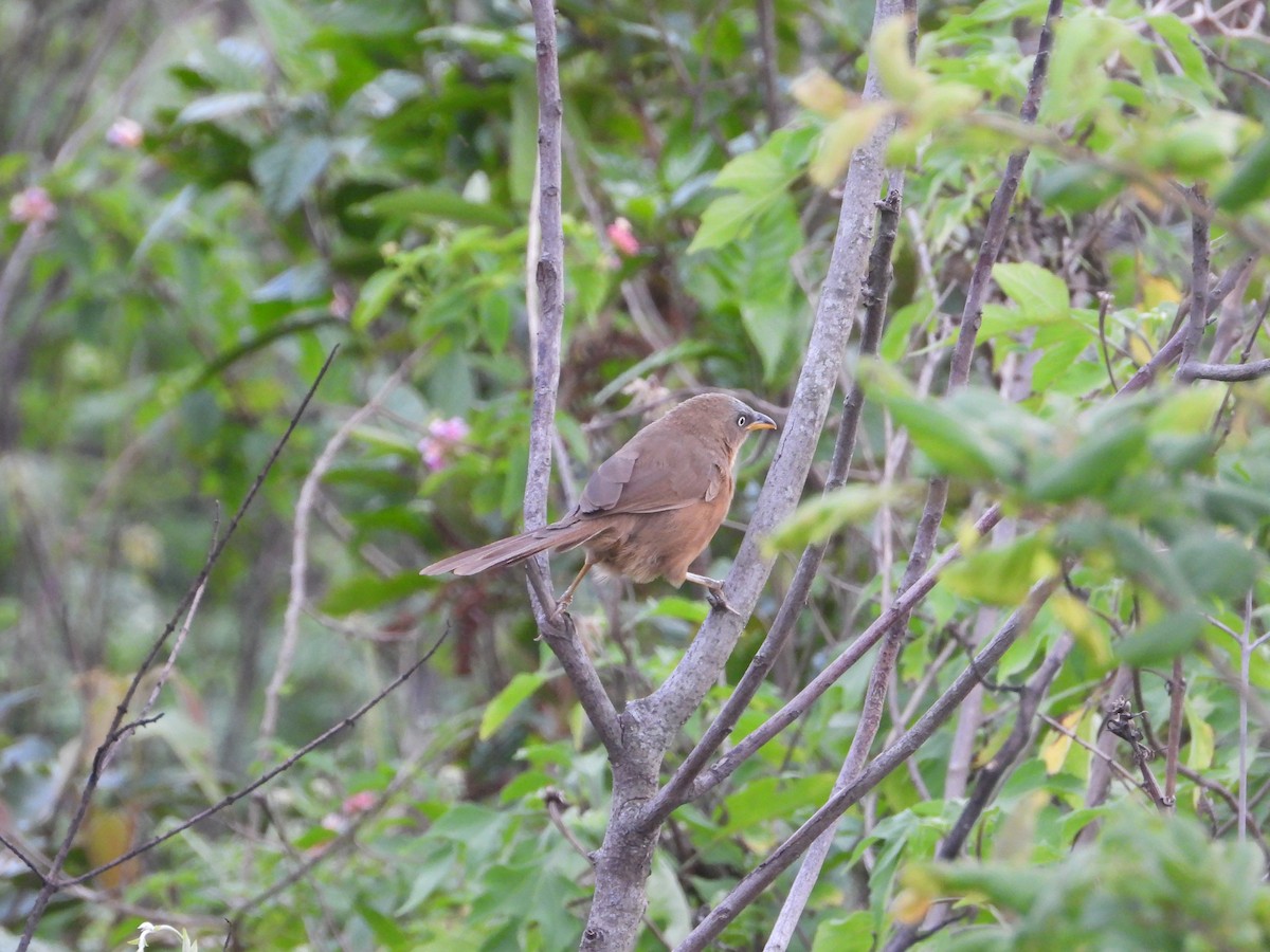 Large Gray Babbler - ML620602794