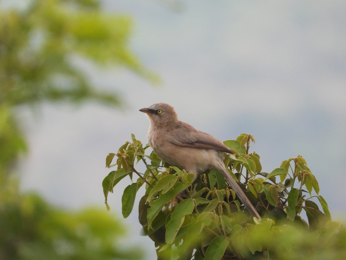 Large Gray Babbler - ML620602796