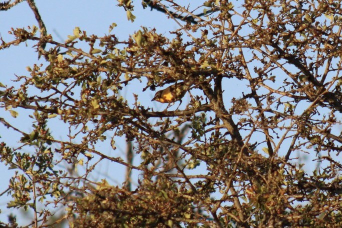 Yellow-breasted Chat - ML620602799