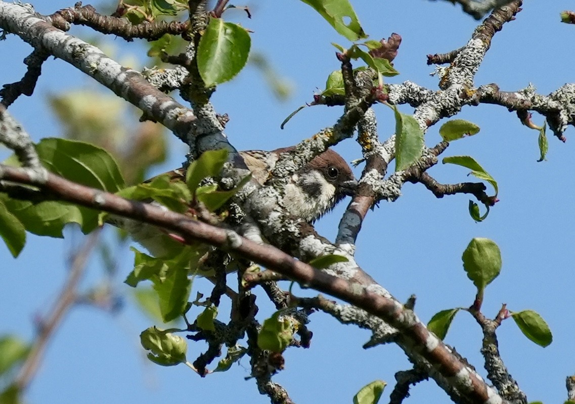 Eurasian Tree Sparrow - Anthony Schlencker