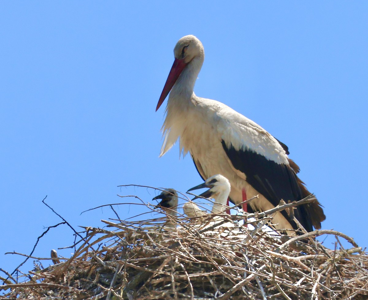 White Stork - ML620602804