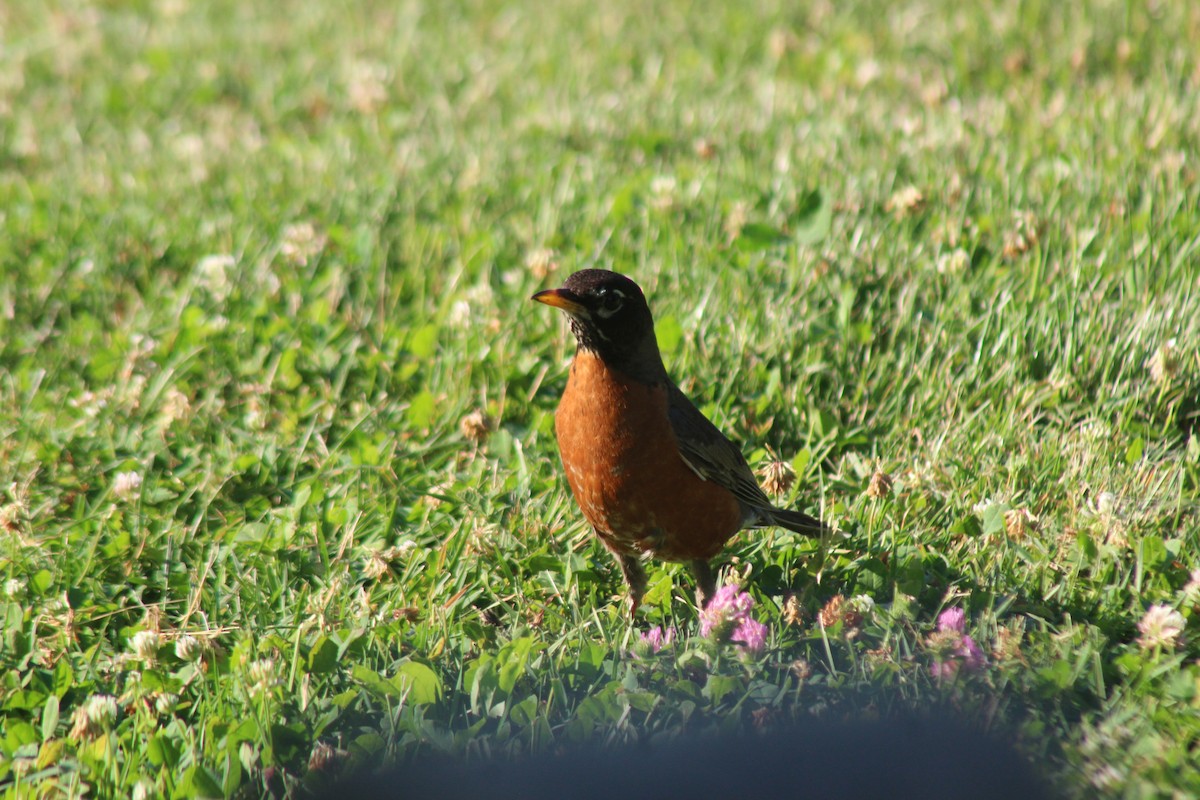 American Robin - ML620602805