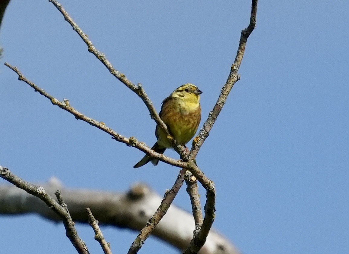 Yellowhammer - ML620602807