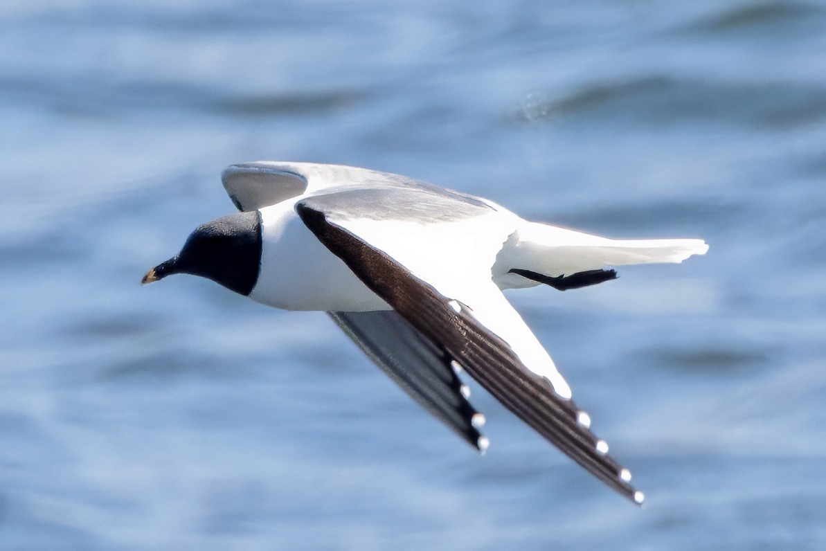 Sabine's Gull - ML620602809