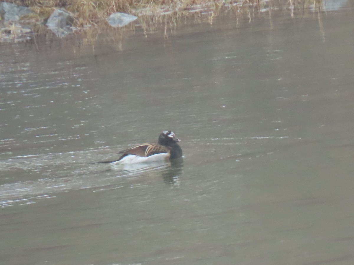 Long-tailed Duck - ML620602810