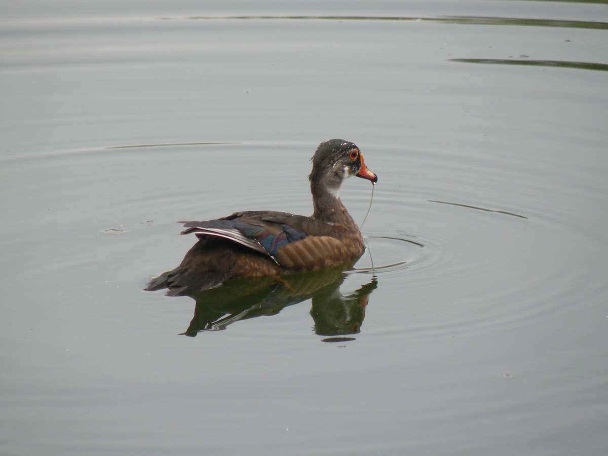 Wood Duck - ML620602812