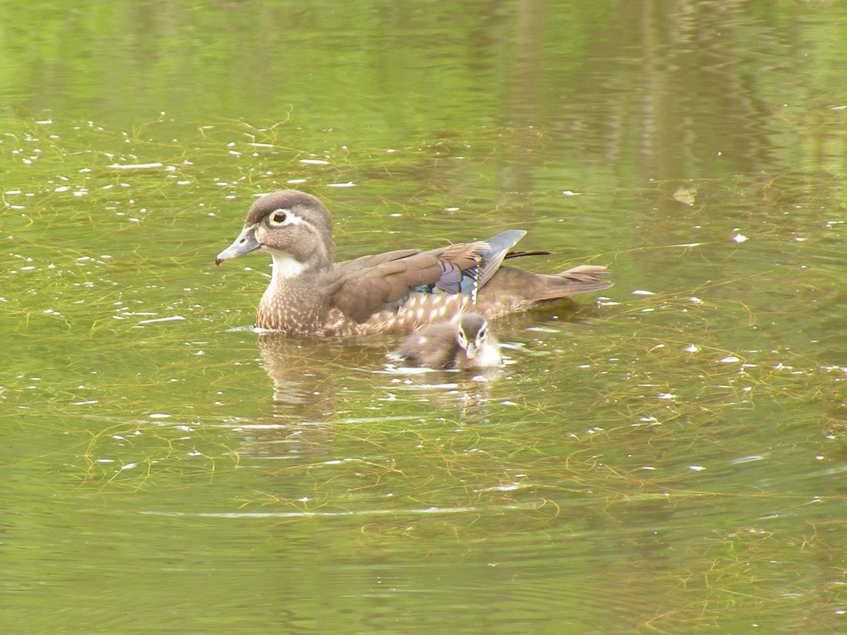 Wood Duck - ML620602813