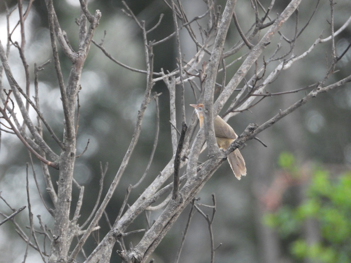 Tawny-bellied Babbler - ML620602815