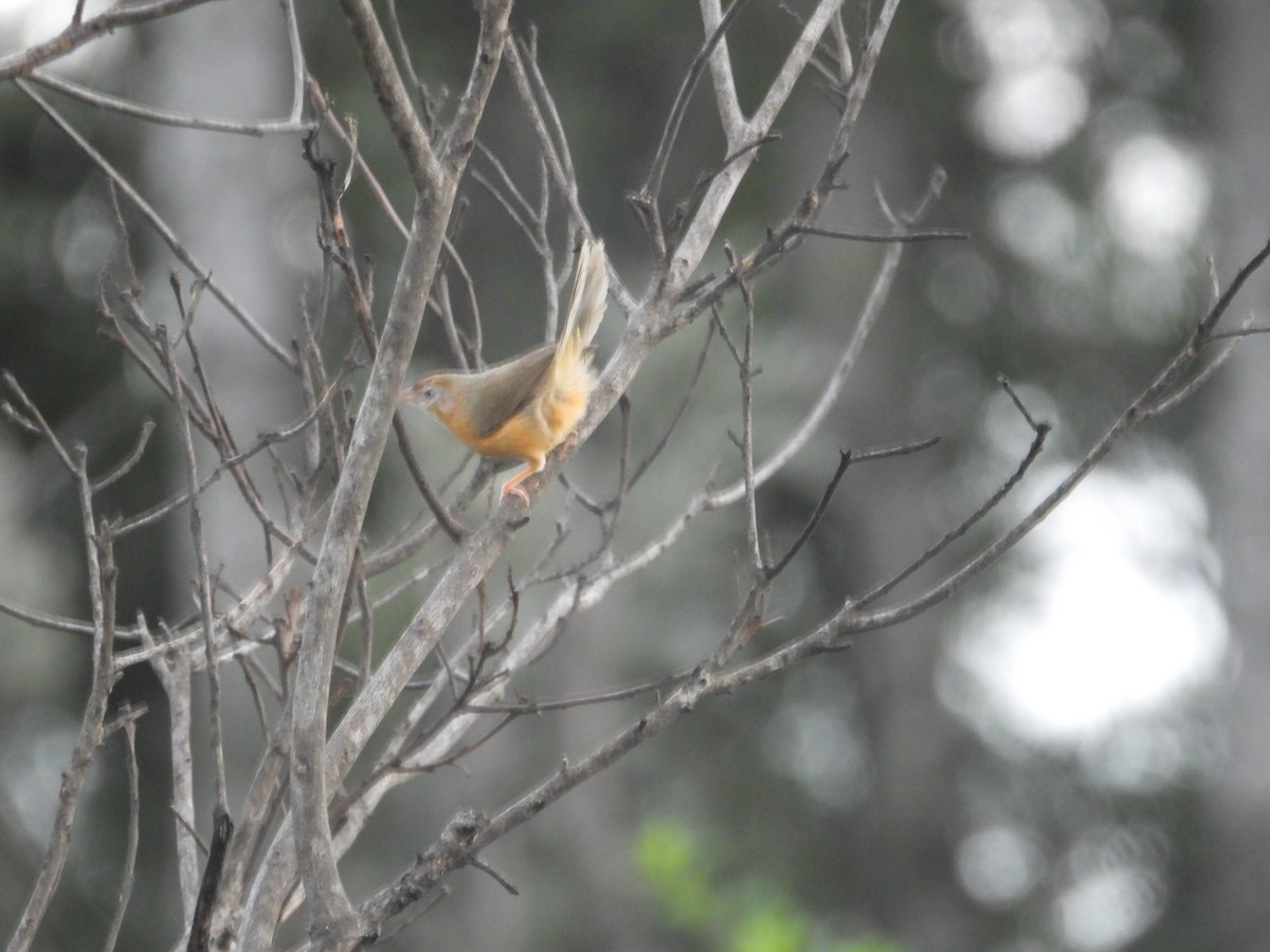 Tawny-bellied Babbler - Krishnamoorthy Raju