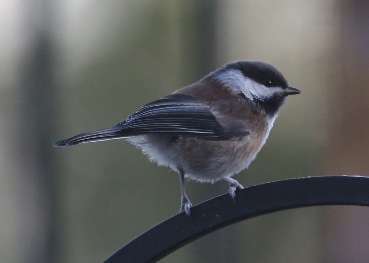 Chestnut-backed Chickadee - ML620602819