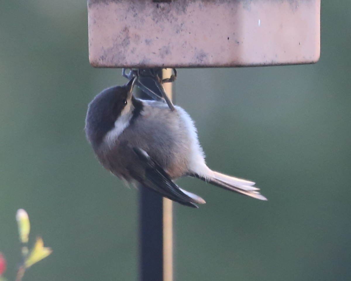 Chestnut-backed Chickadee - Linda Dalton