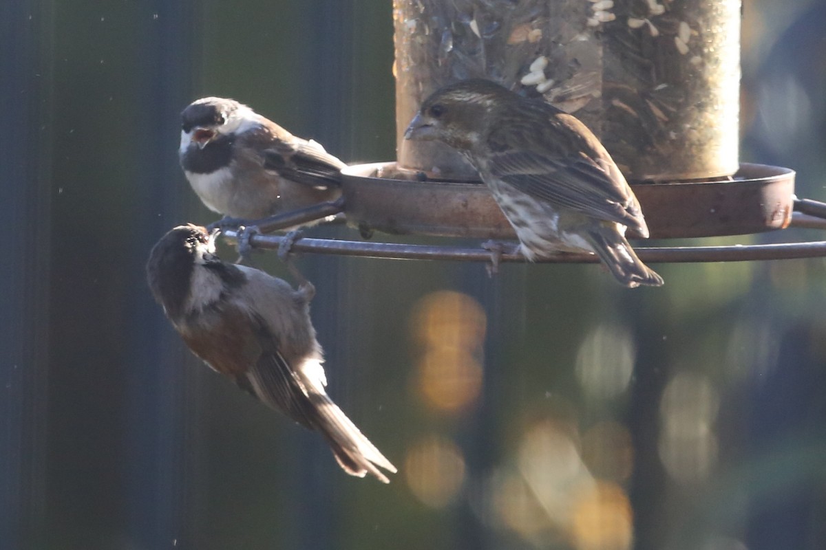 Chestnut-backed Chickadee - ML620602822