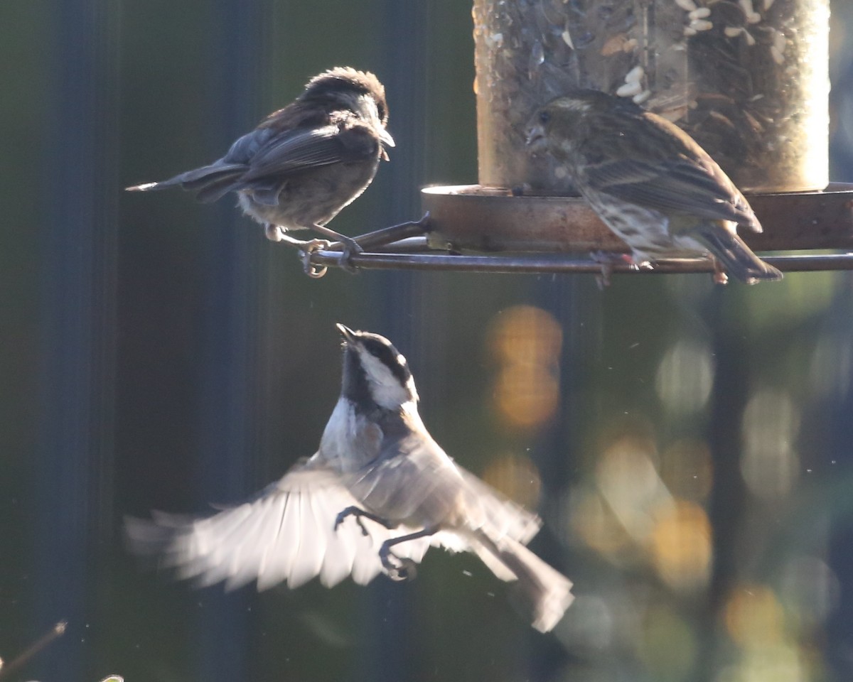 Chestnut-backed Chickadee - ML620602823