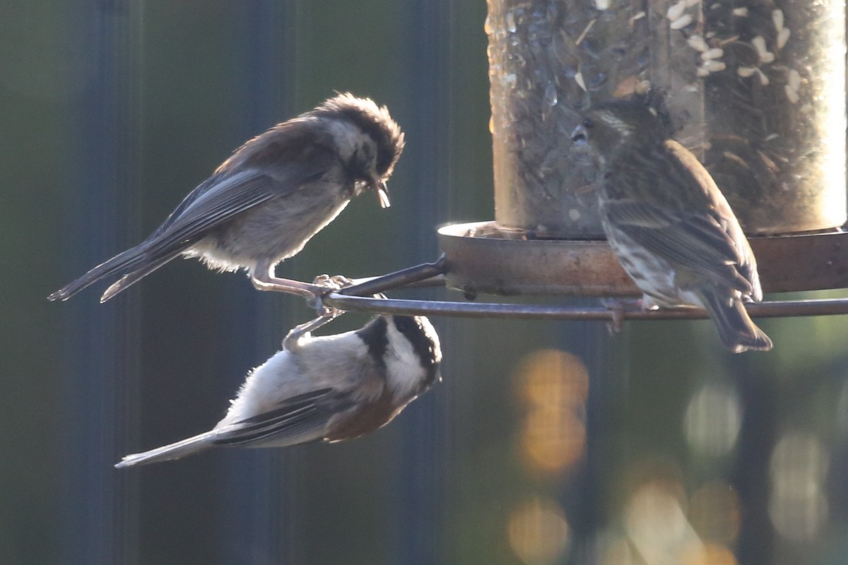 Chestnut-backed Chickadee - ML620602824