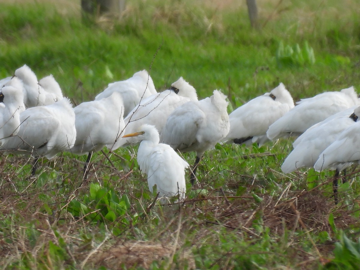 Eastern Cattle Egret - ML620602831