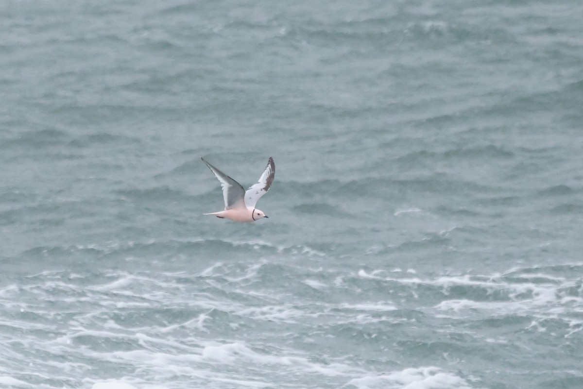 Mouette rosée - ML620602835