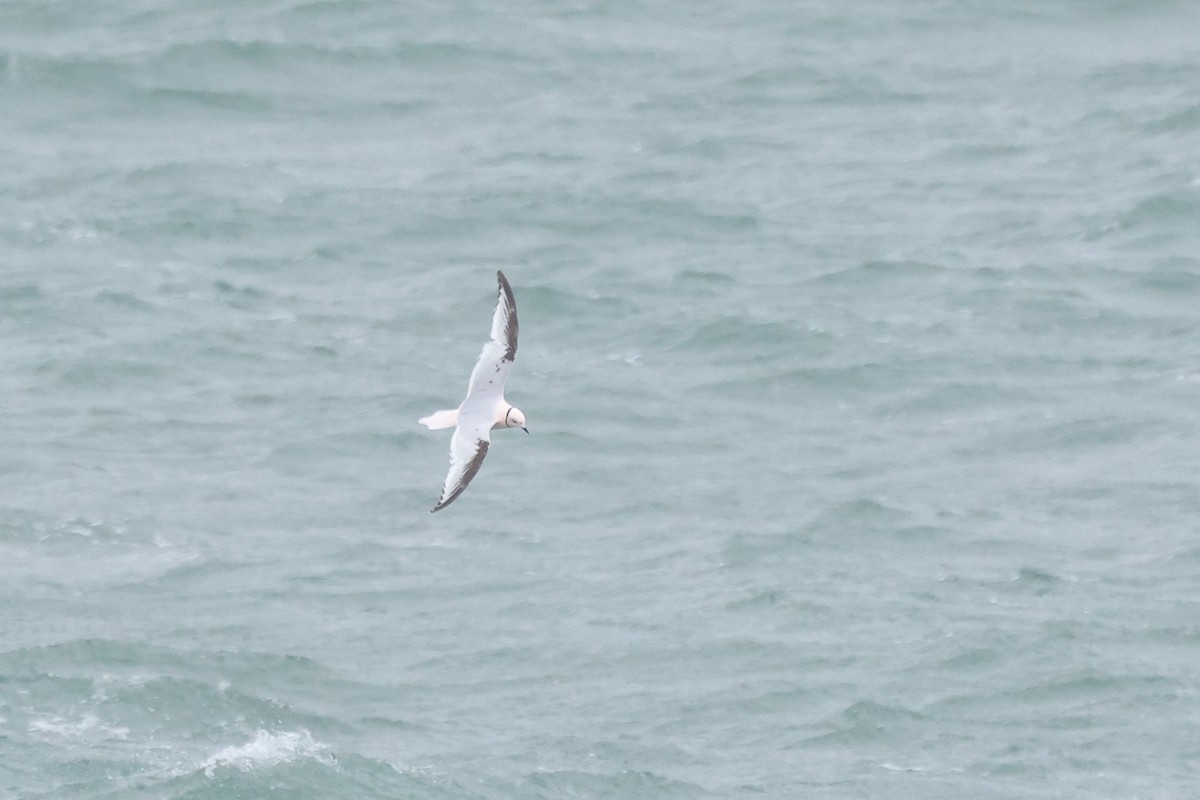 Ross's Gull - ML620602836