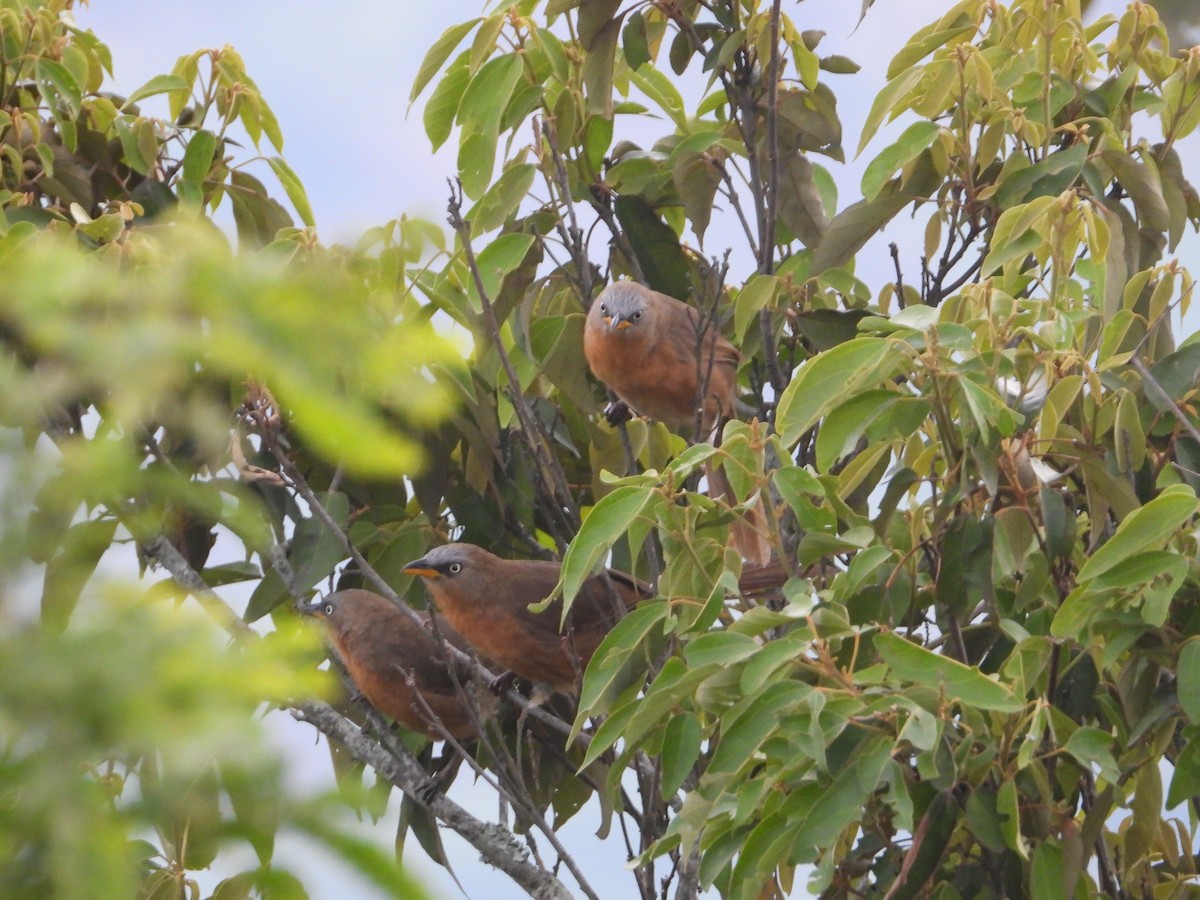 Rufous Babbler - ML620602837