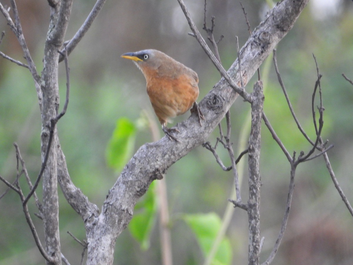 Rufous Babbler - Krishnamoorthy Raju