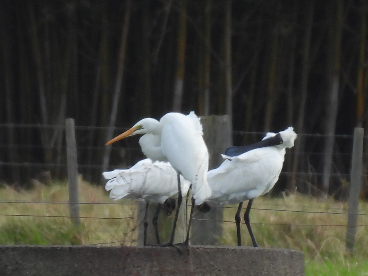 Great Egret - ML620602841