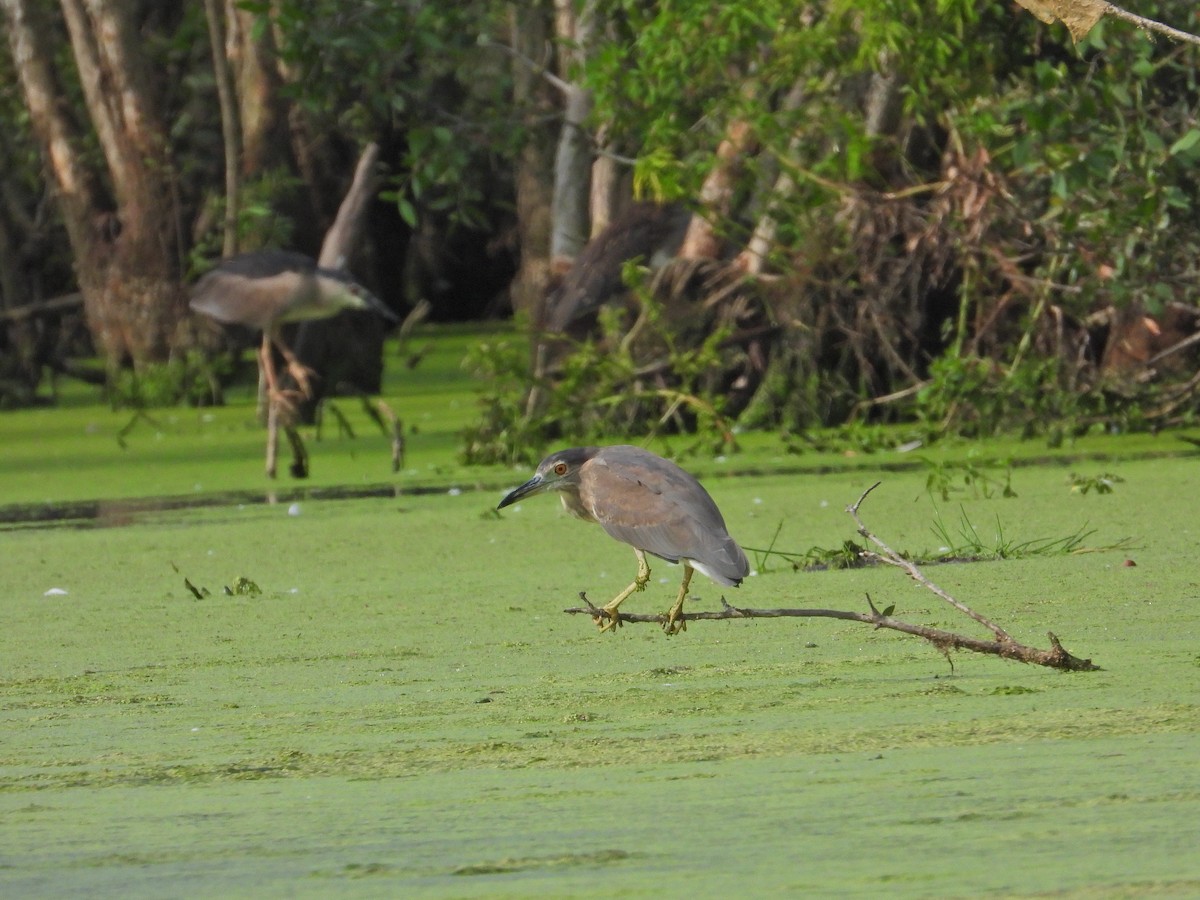 Black-crowned Night Heron - ML620602842