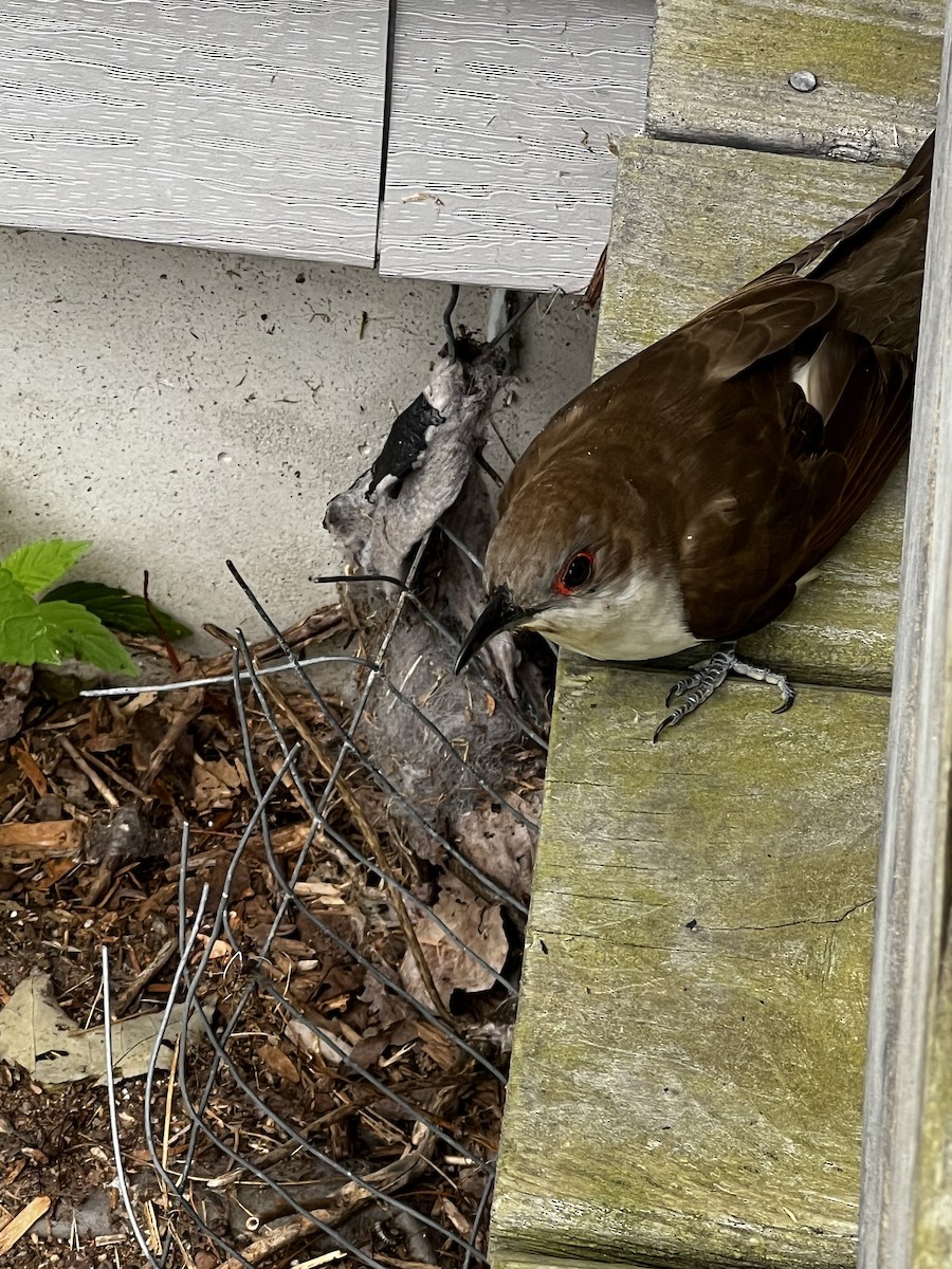 Black-billed Cuckoo - ML620602844