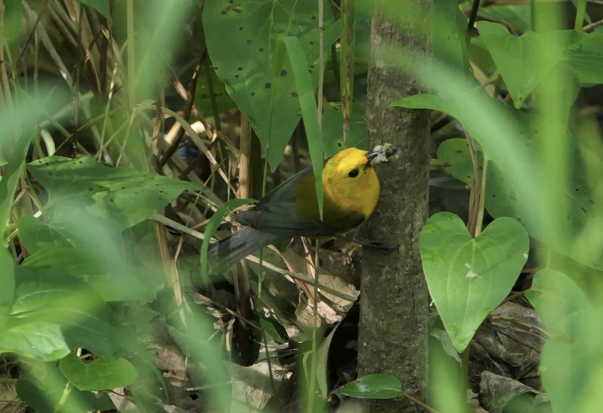 Prothonotary Warbler - Robert Howes