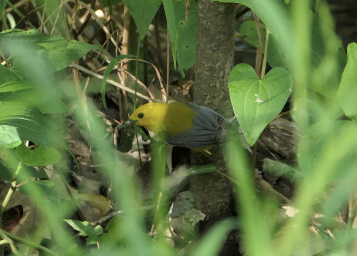 Prothonotary Warbler - ML620602847