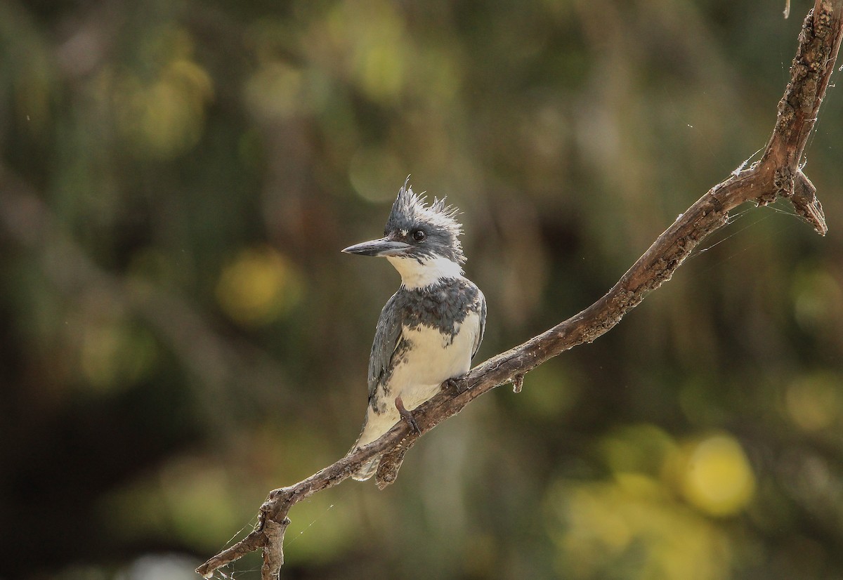 Belted Kingfisher - ML620602848