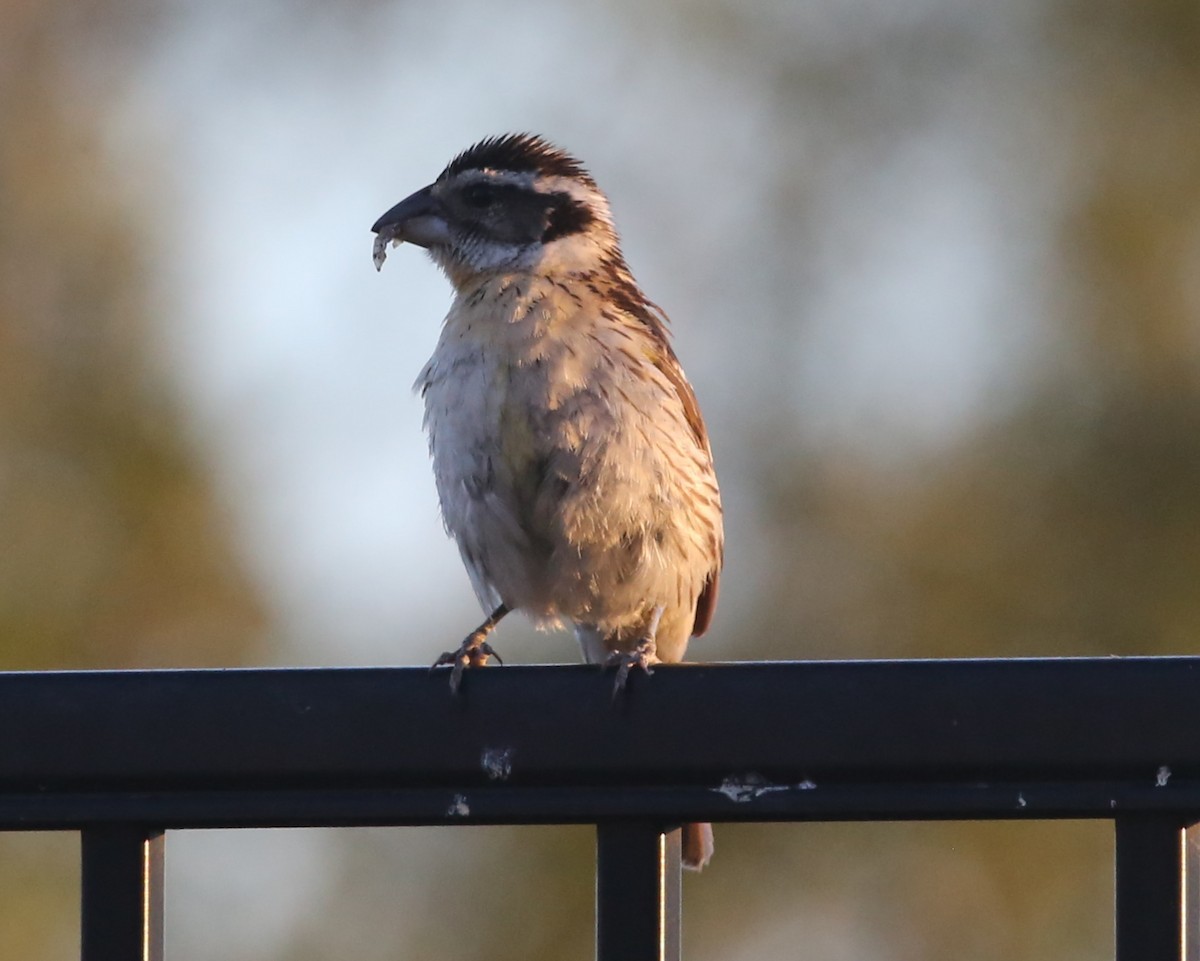 Black-headed Grosbeak - ML620602851