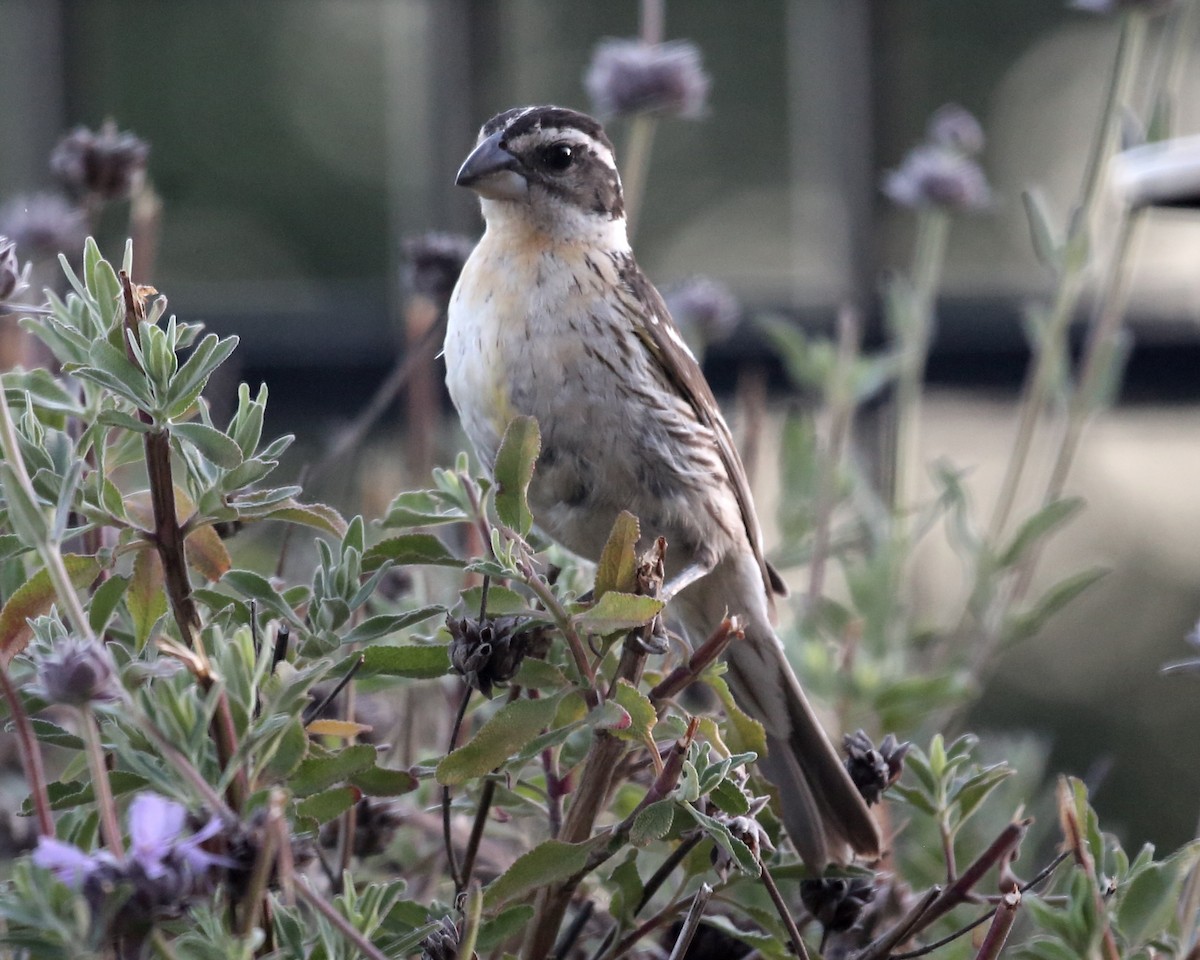 Black-headed Grosbeak - ML620602852