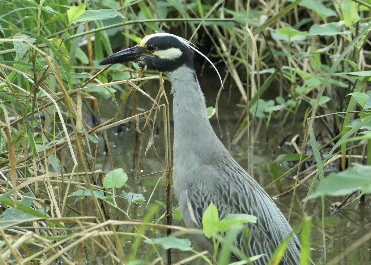 Yellow-crowned Night Heron - ML620602855