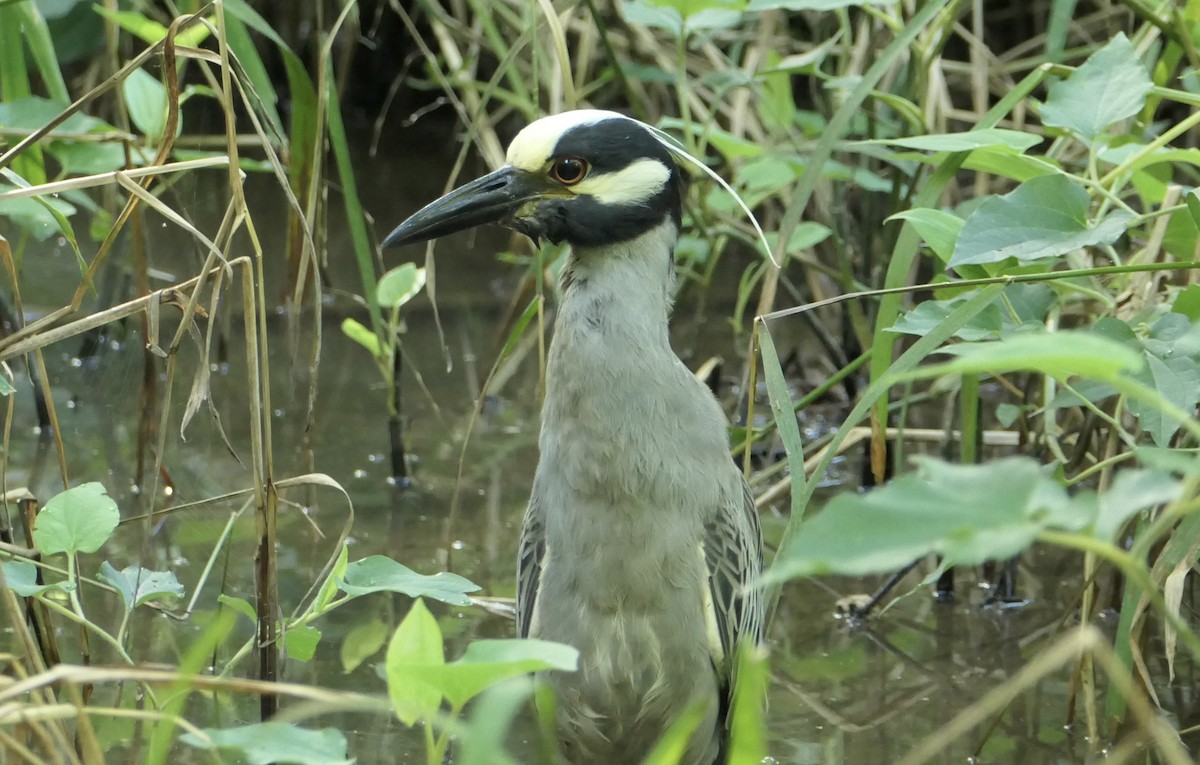 Yellow-crowned Night Heron - ML620602856