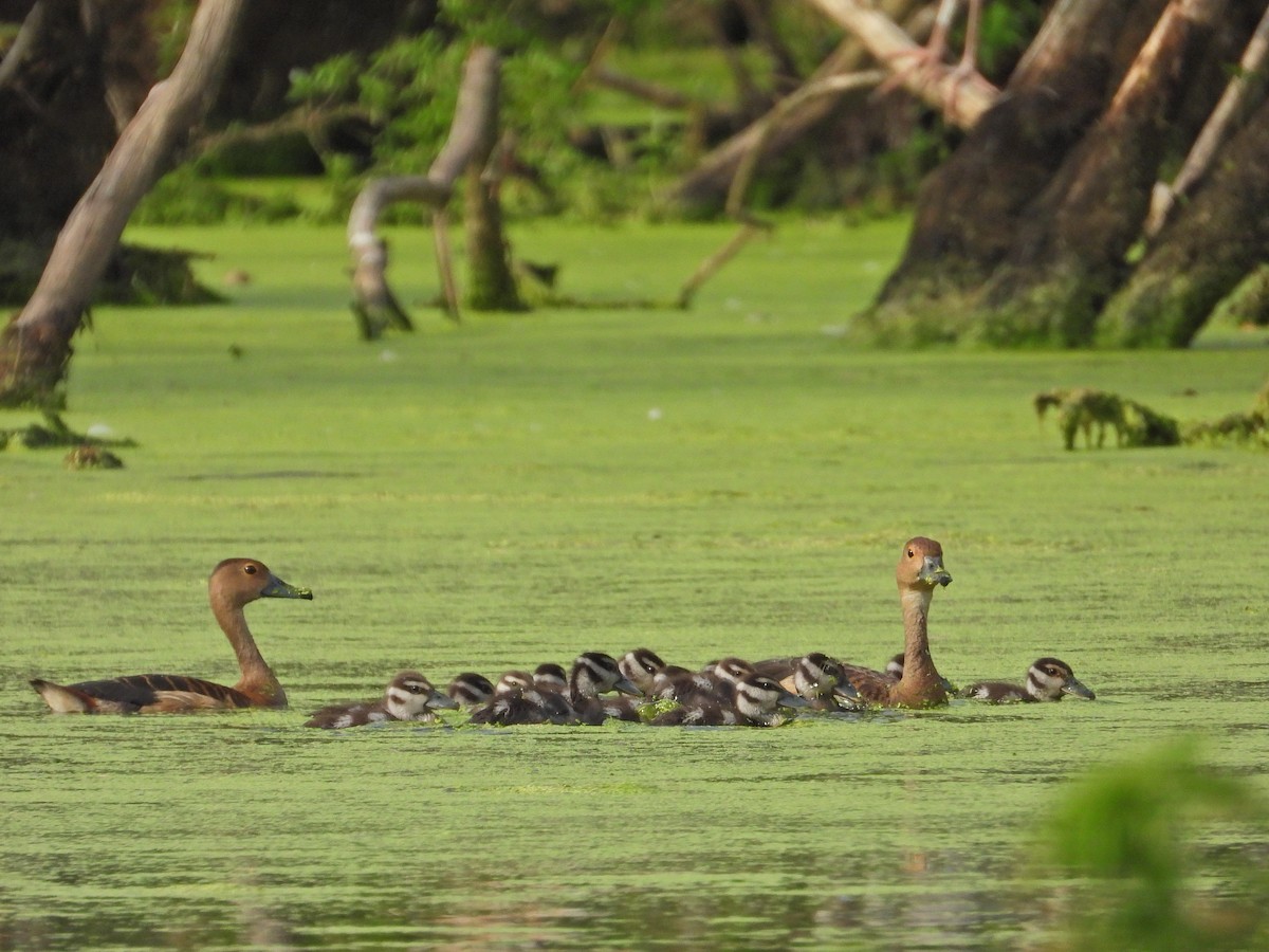 Dendrocygne siffleur - ML620602859