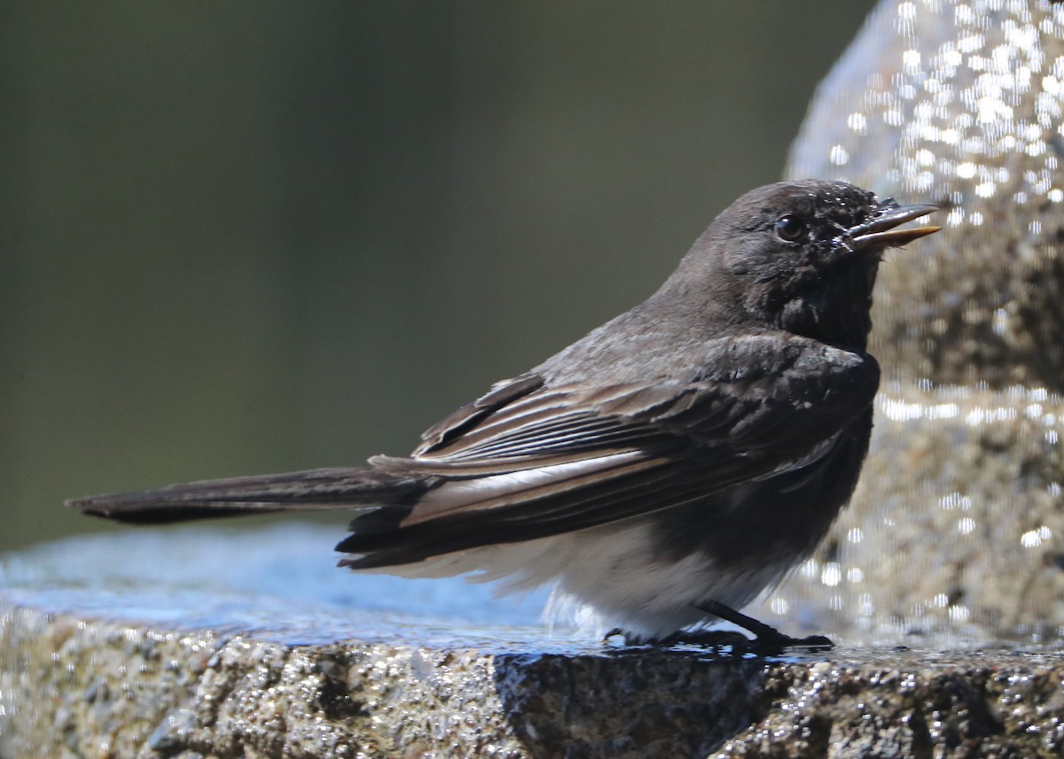 Black Phoebe - ML620602869