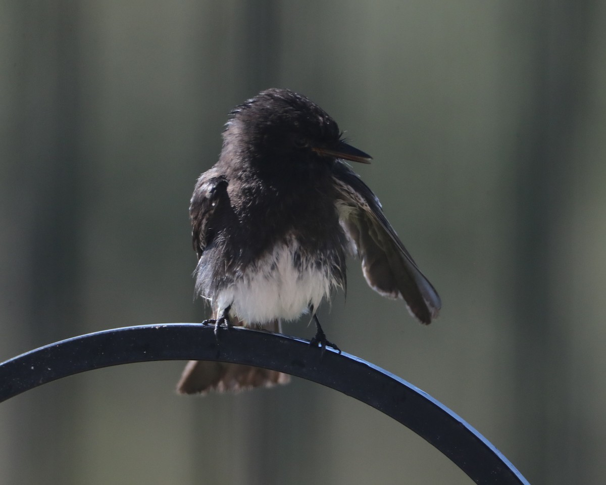 Black Phoebe - ML620602870