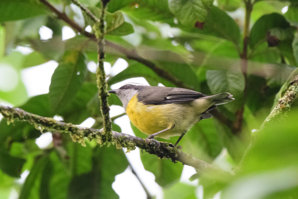 Bananaquit - ML620602874