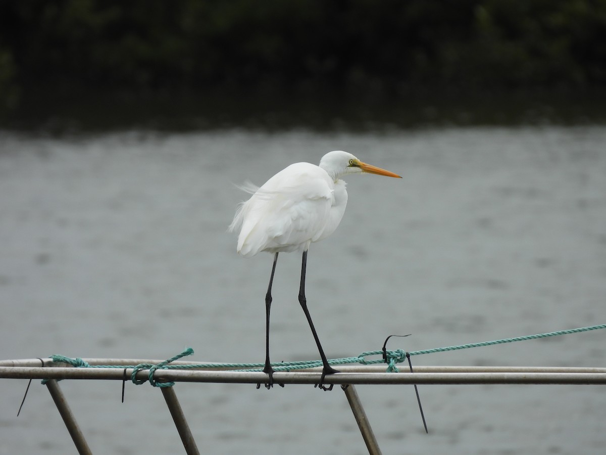 Great Egret - George Watola