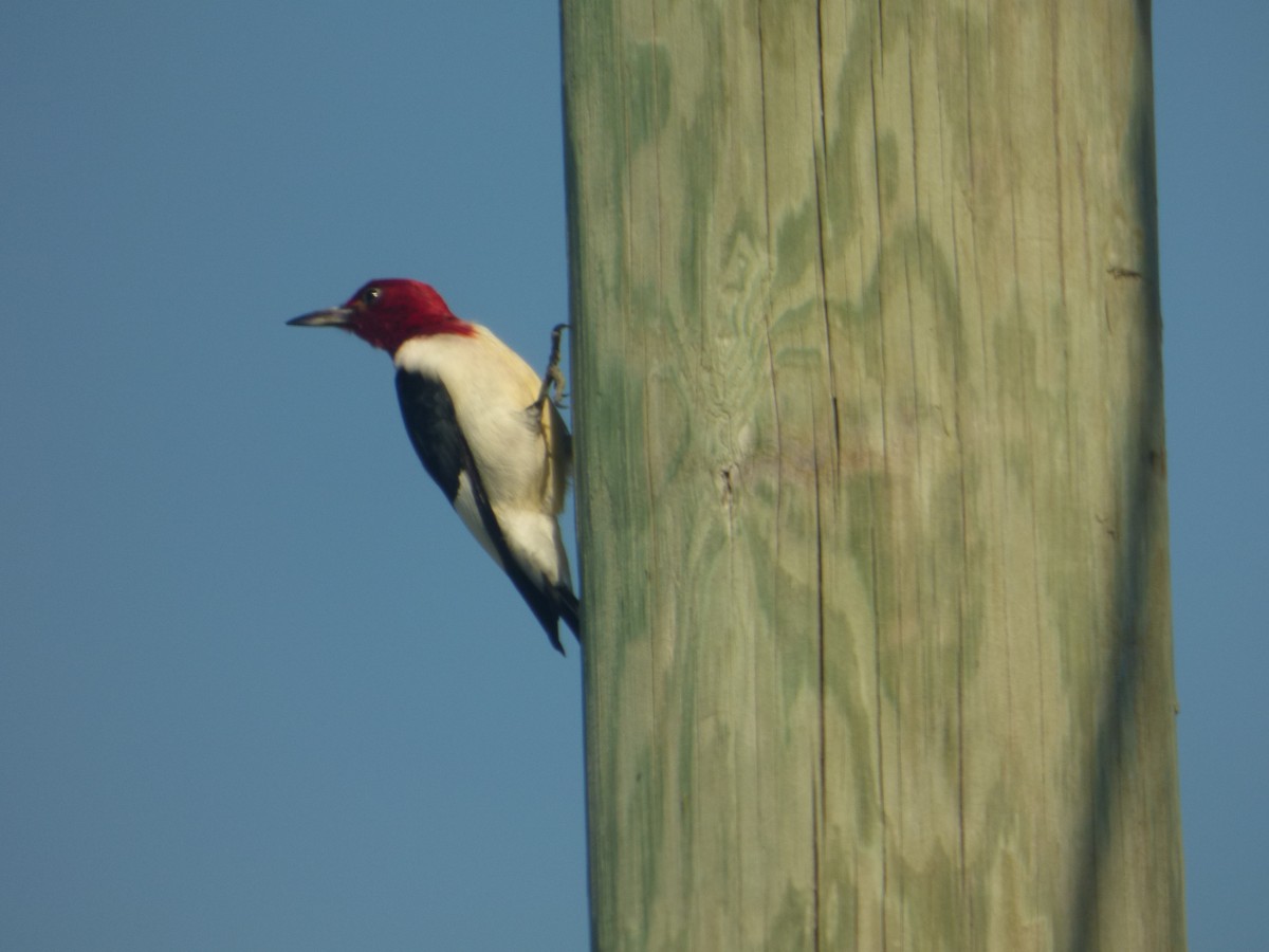 Red-headed Woodpecker - ML620602878